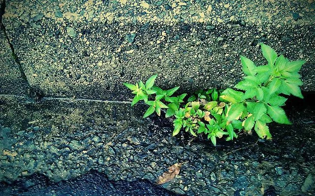 camera360 - 路邊小草