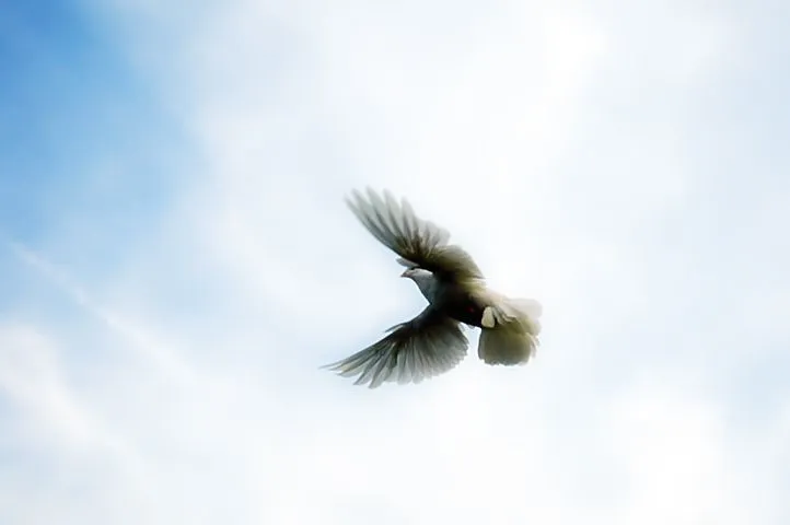 仰天振翅的鴿子