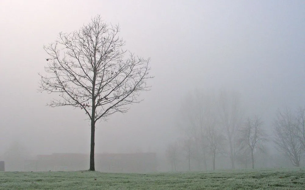 霧中的枯樹