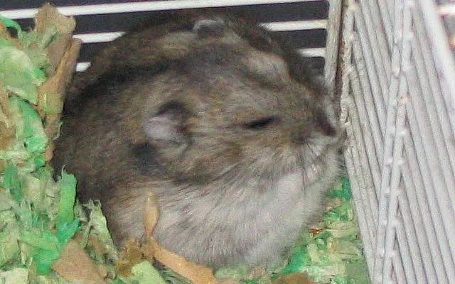 倉鼠睡起來圓得像個波波