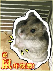 倉鼠 - 鼠年快樂