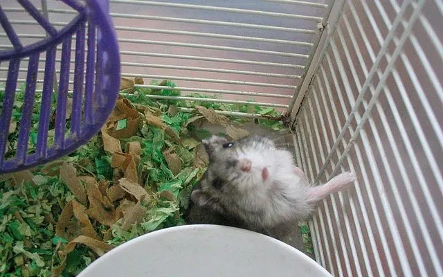 倉鼠經常都是那麼好奇