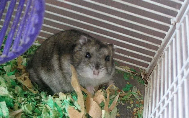 倉鼠永遠天真的眼神