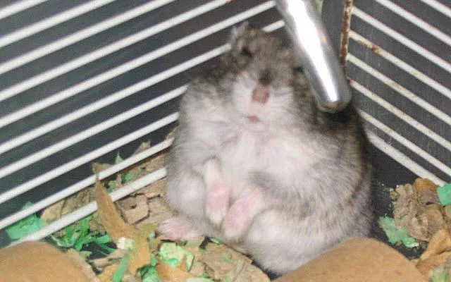 倉鼠剛睡醒的傻樣子