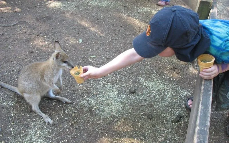 Featherdale Wildlife Park餵袋鼠的小孩