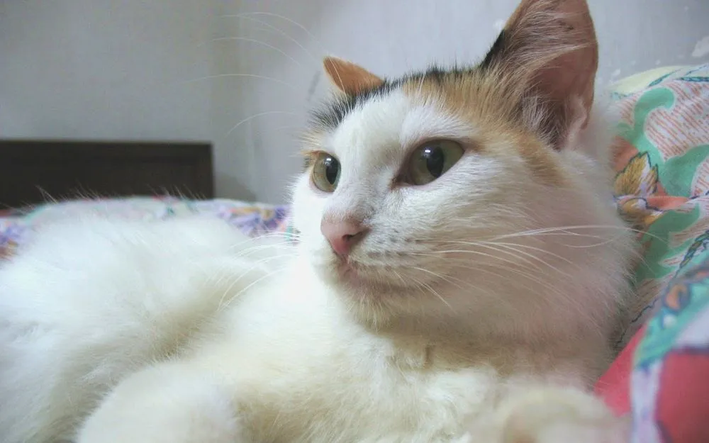 中山親戚家的貓